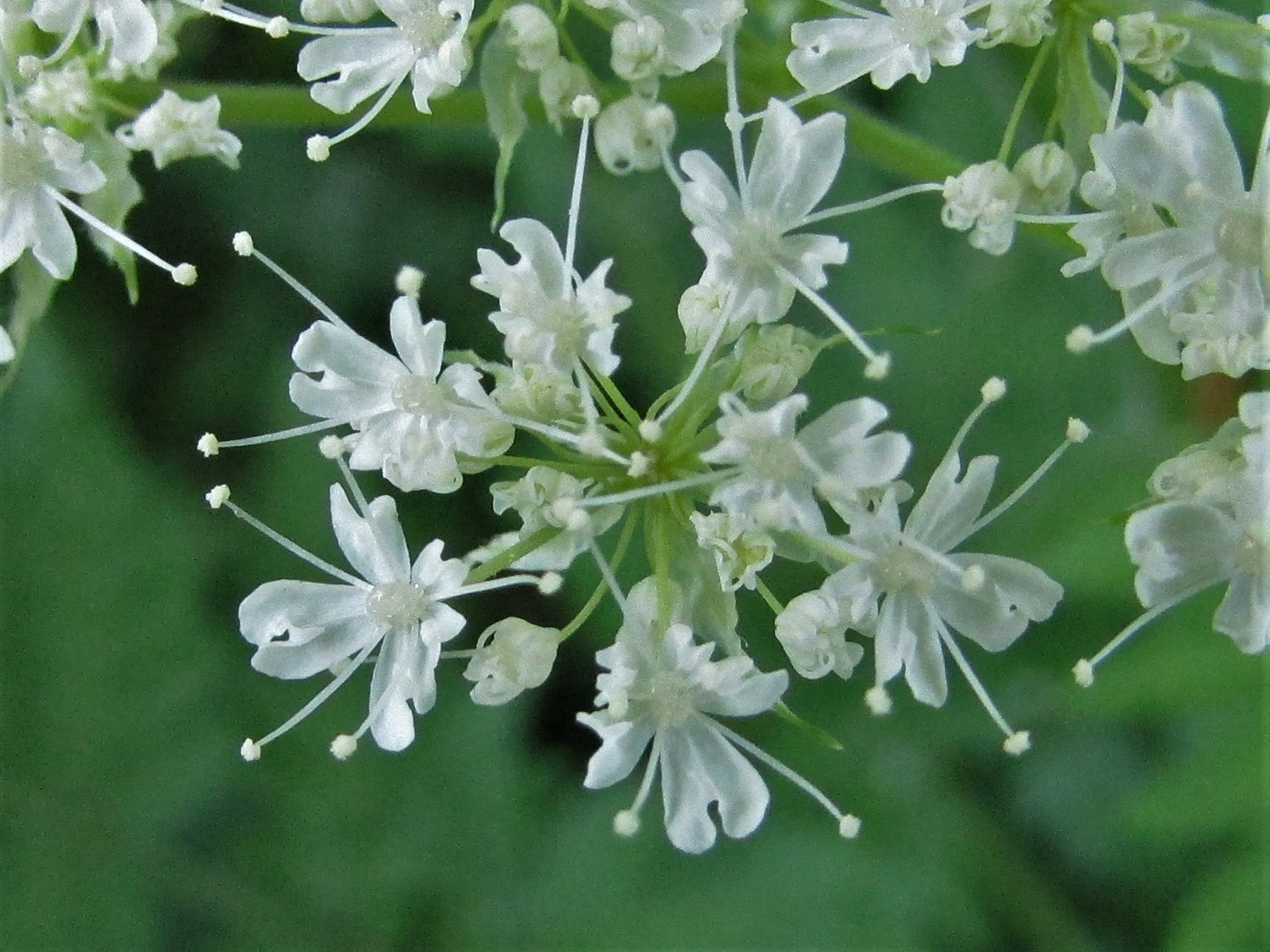 A close-up of sweet cicely, a lace-like white flower with delicate stems.